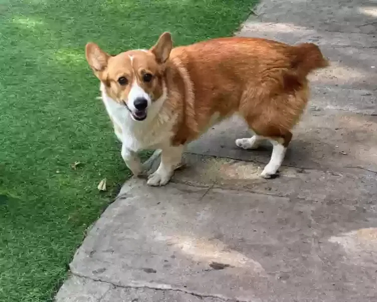 Lost dog in Los Angeles, CA, 90001