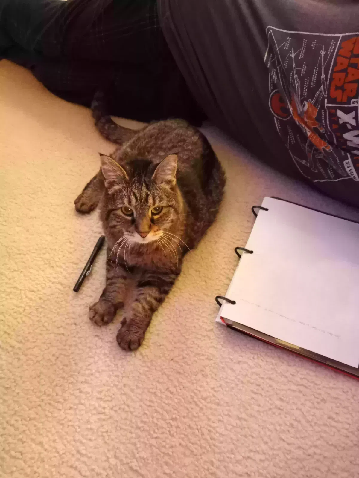 Lost cat in Saint Louis, MO, 63129