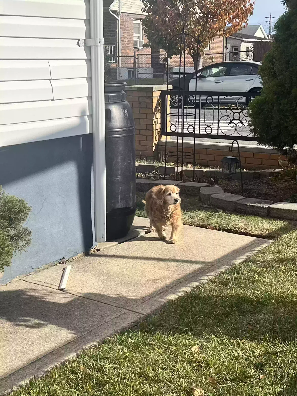 Found dog in Jamaica, NY, 11434