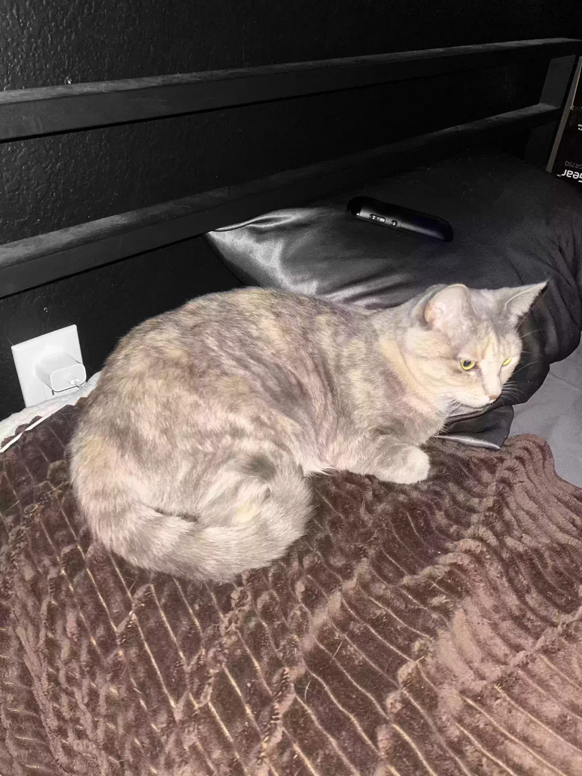 Lost cat in Fontana, CA, 92336