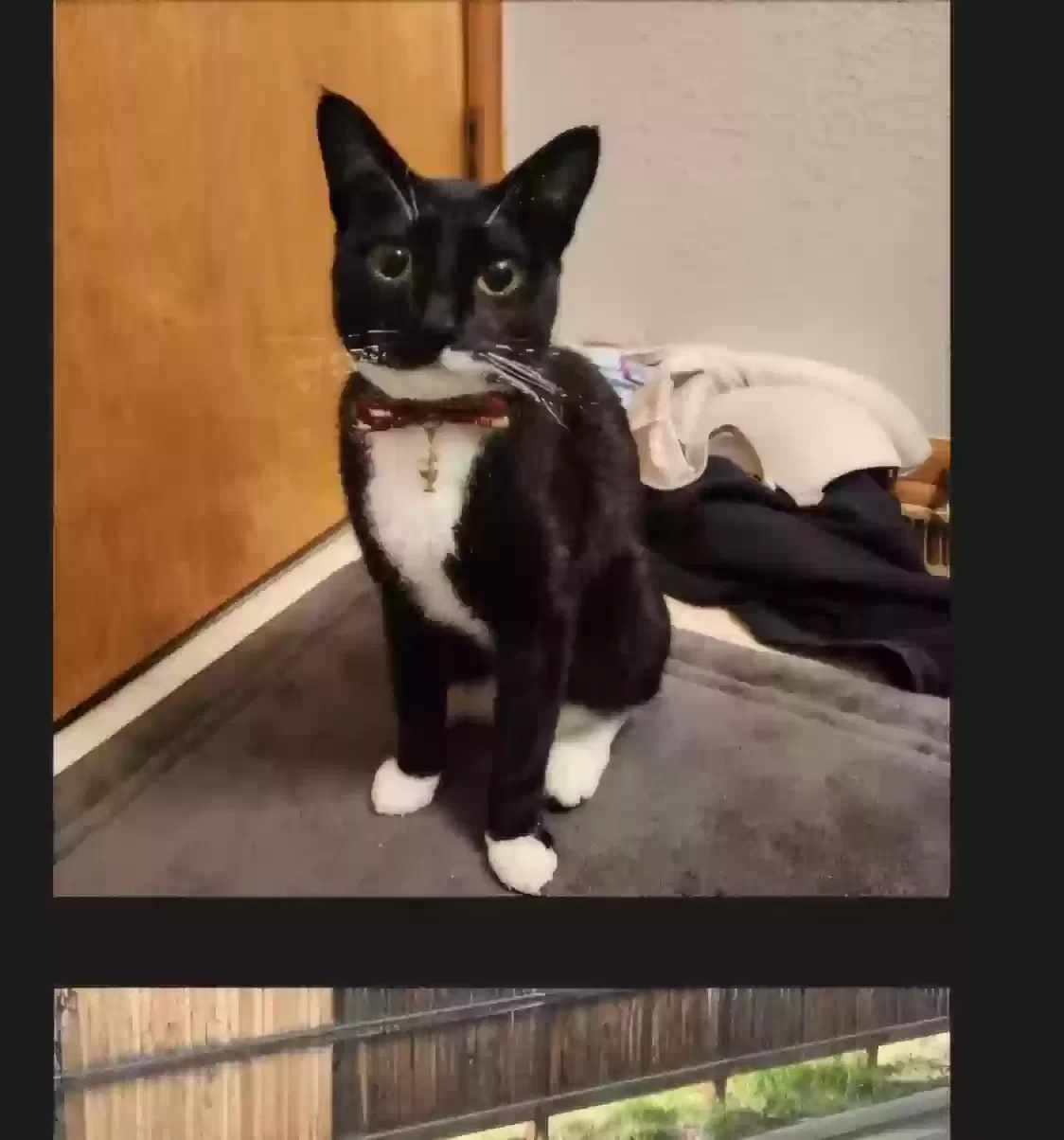 Lost cat in Castle Rock, CO, 80104