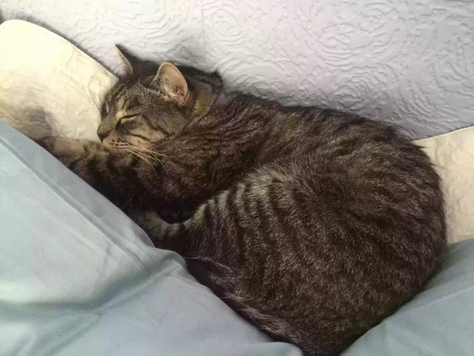 Lost cat in Sun City, AZ, 85373