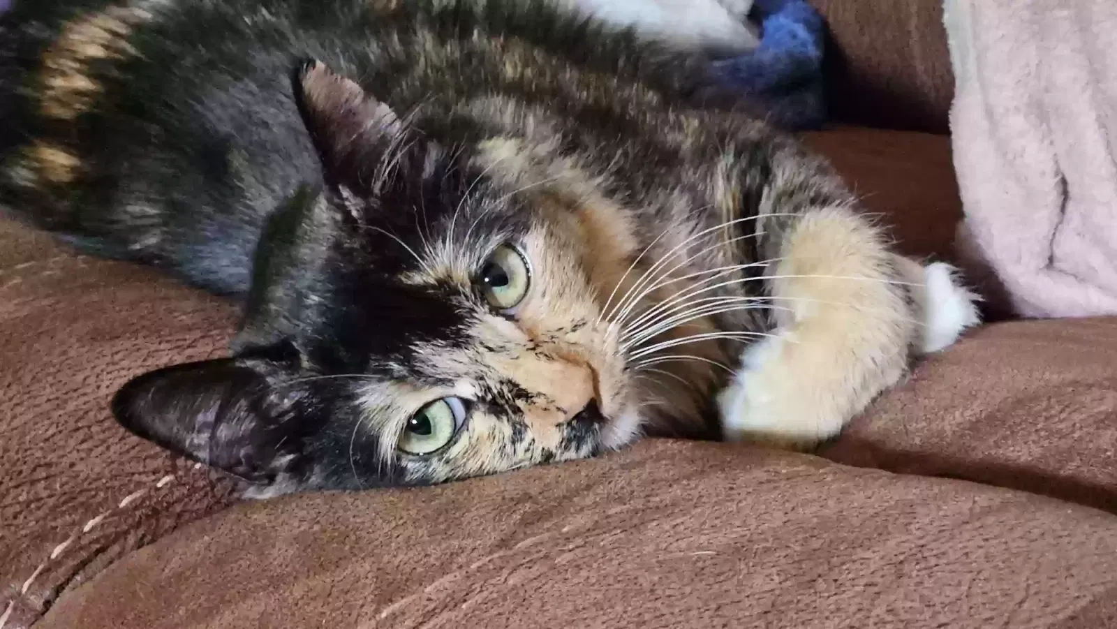 Lost cat in Albuquerque, NM, 87114