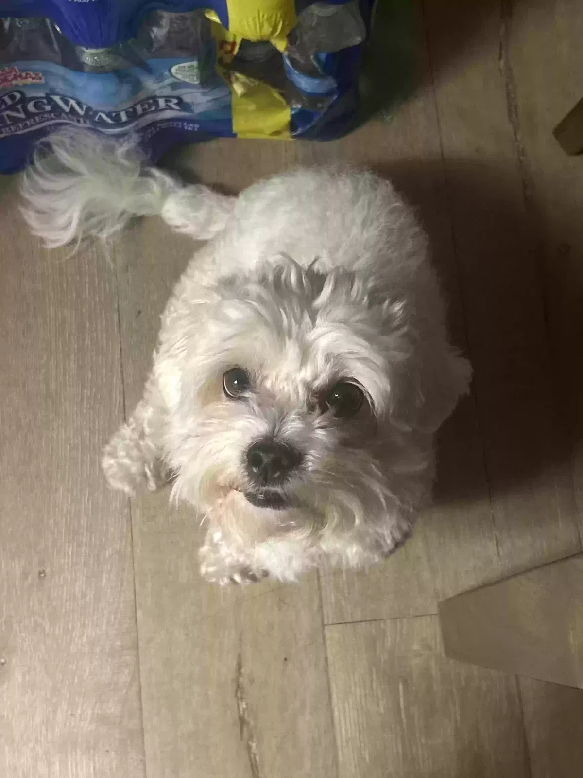 Lost dog in Fontana, CA, 92335