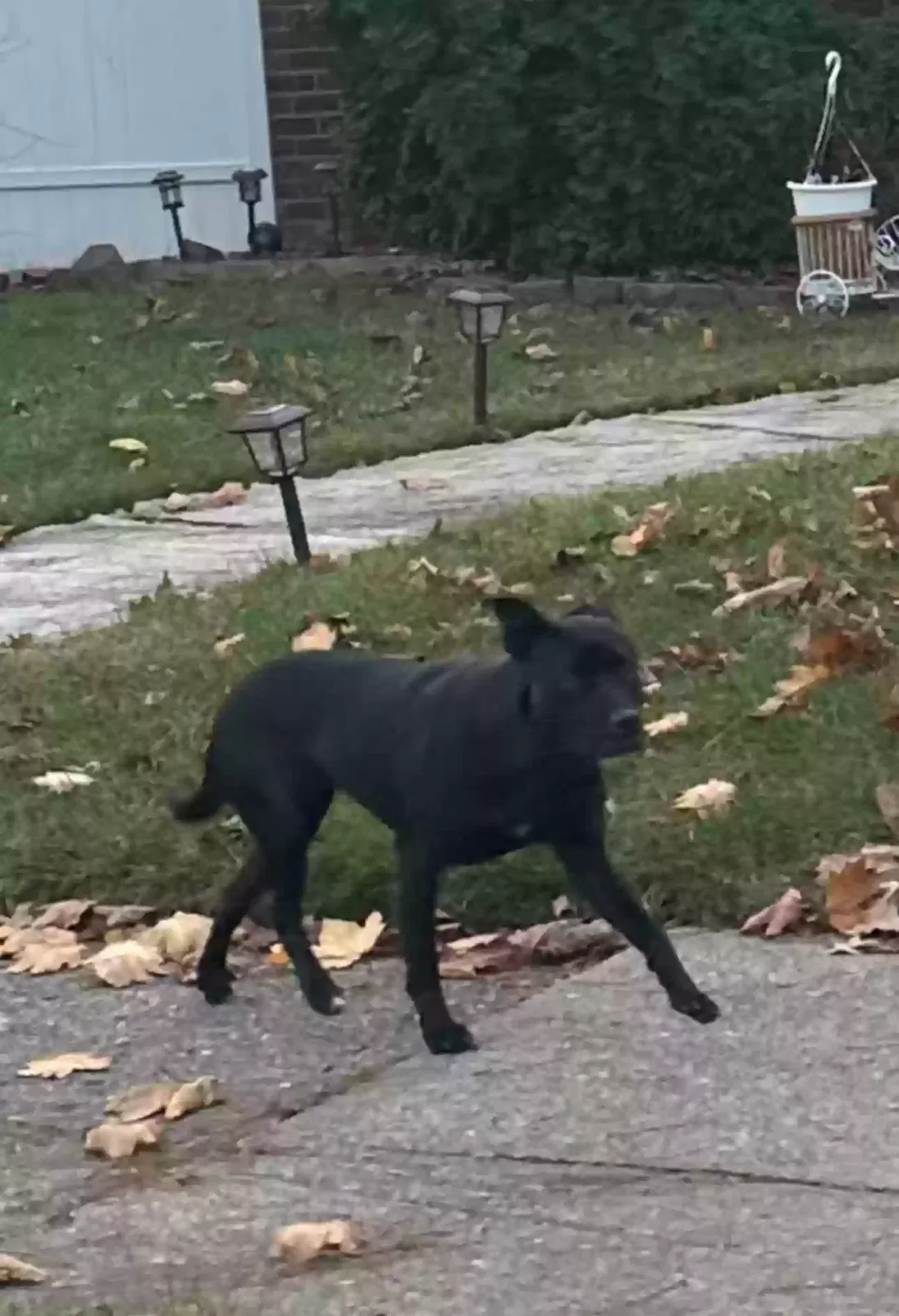 Found dog in Wayne, MI, 48184