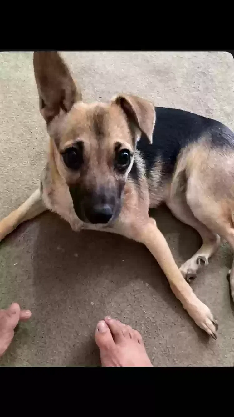 Lost dog in Waipahu, HI, 96797