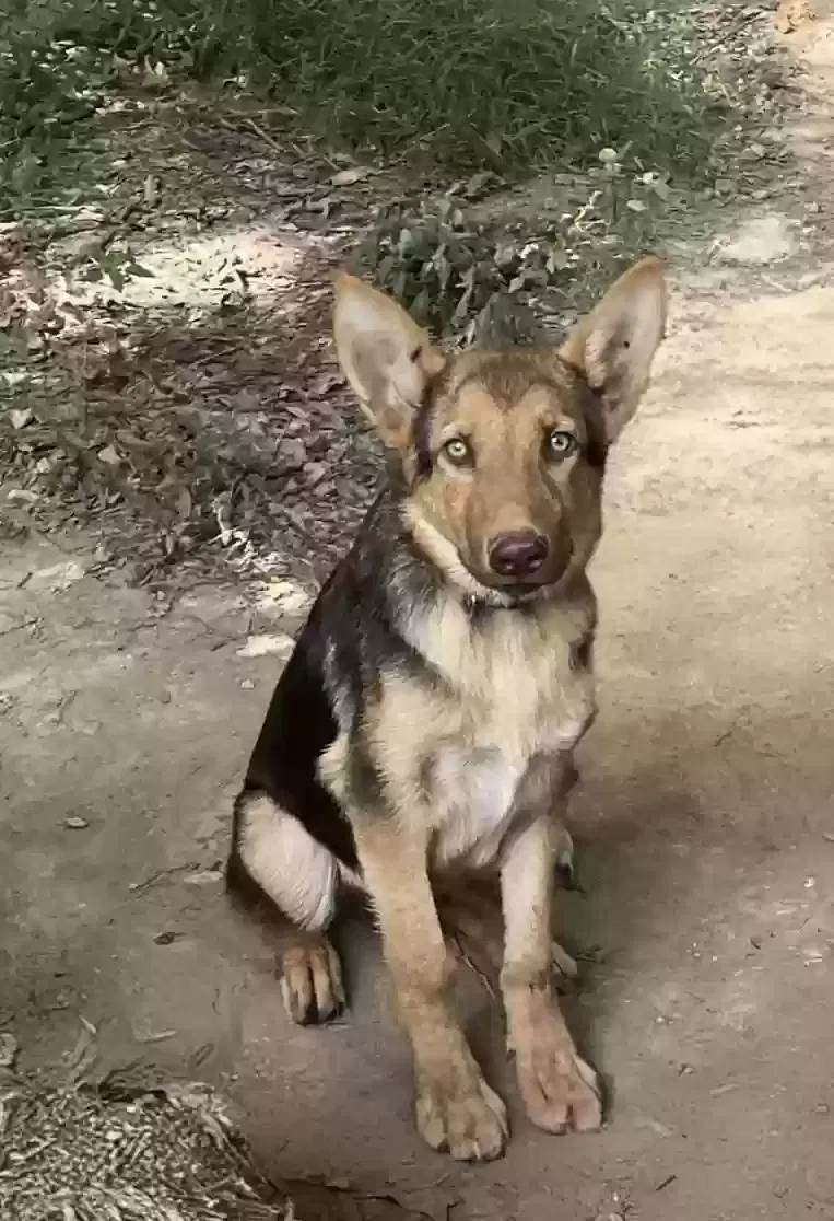 Lost dog in Beech Grove, AR, 72412