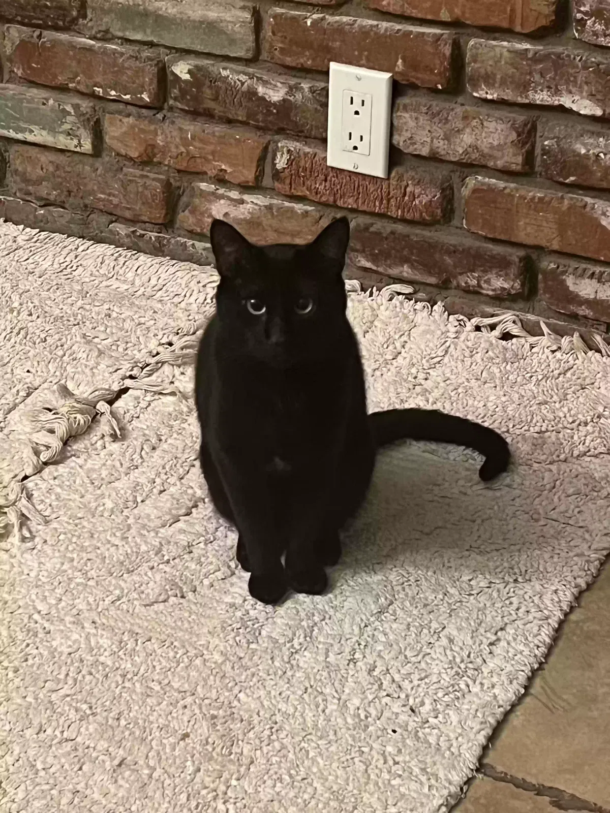 Lost cat in West Covina, CA, 91791