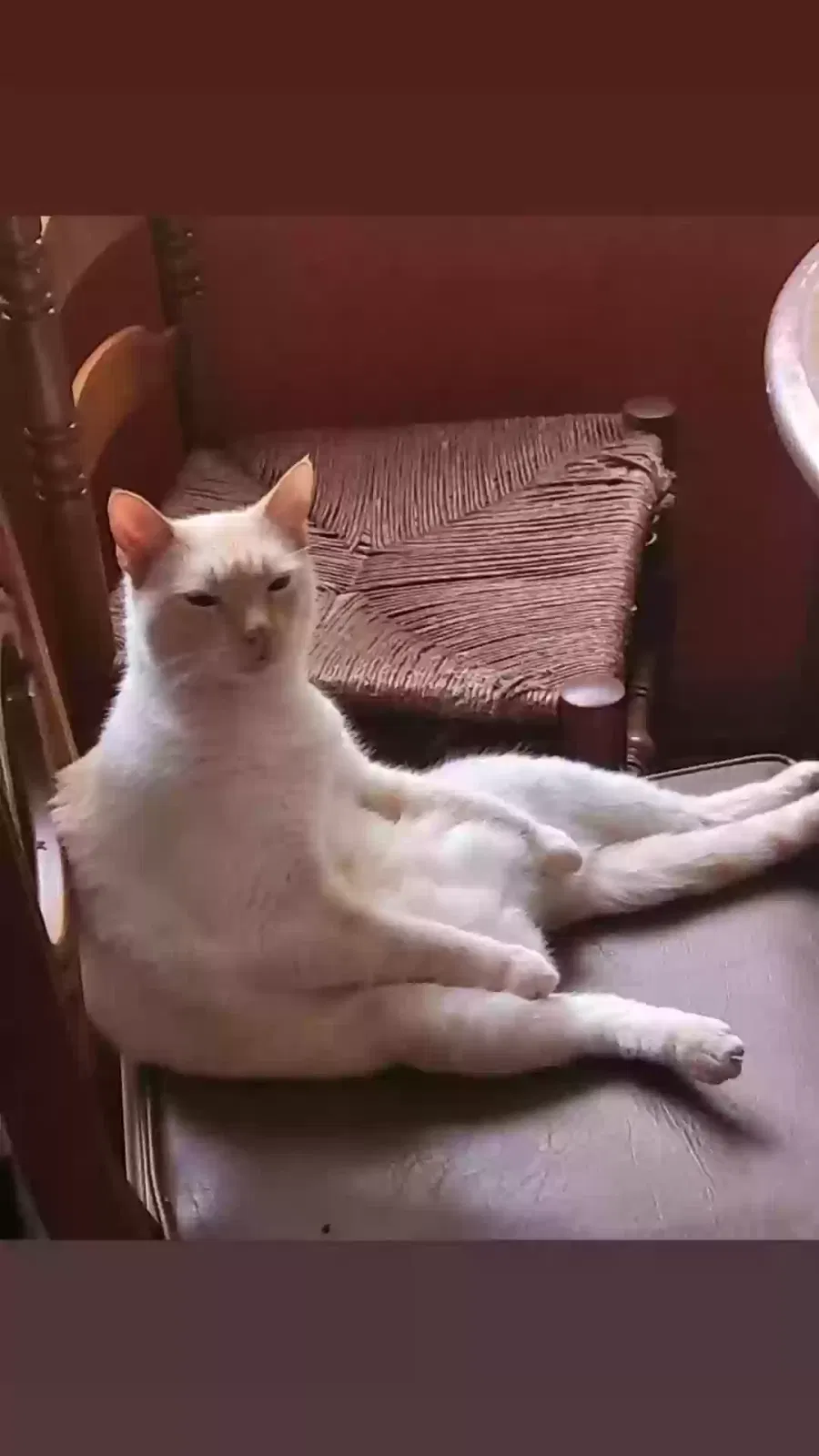 Lost cat in High Springs, FL, 32643