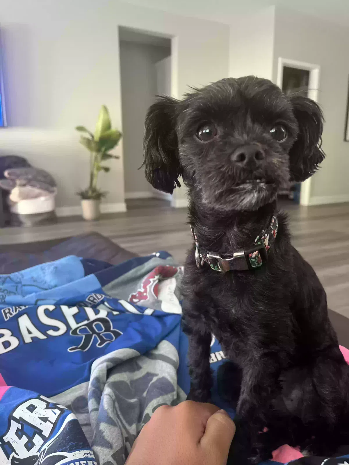 Lost dog in Escondido, CA, 92026