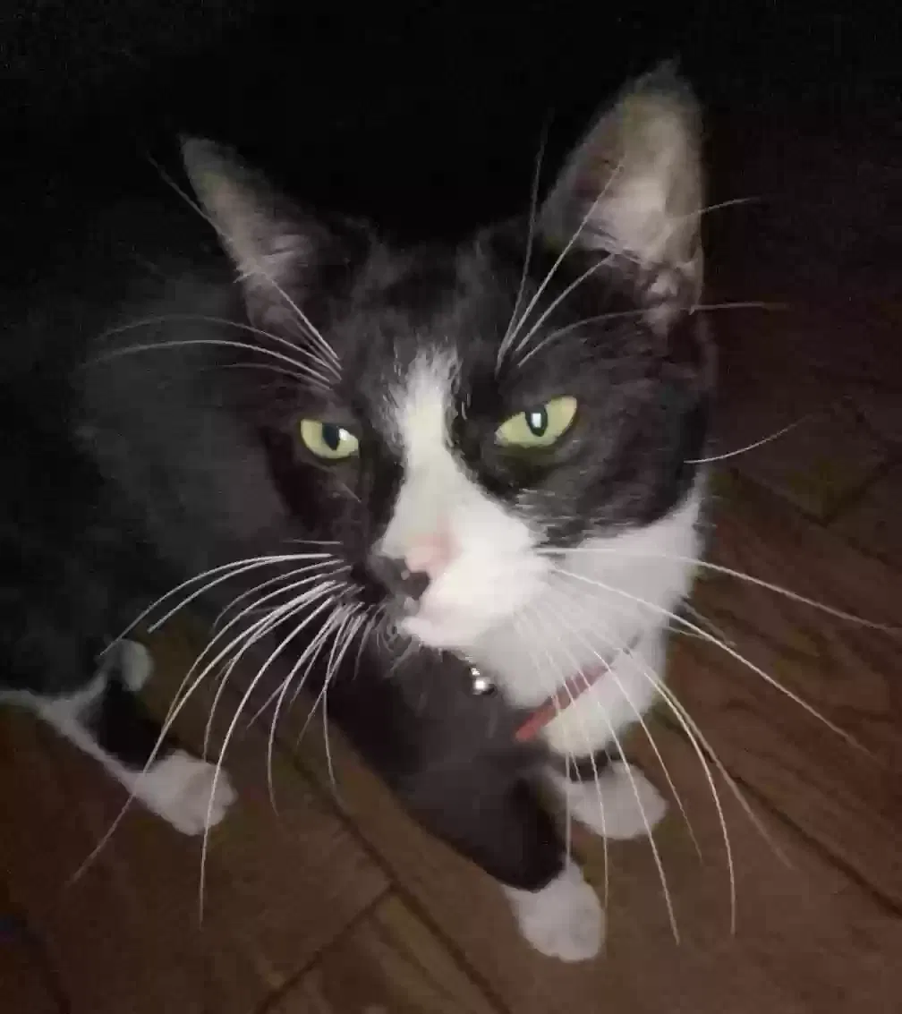 Lost cat in Tempe, AZ, 85282
