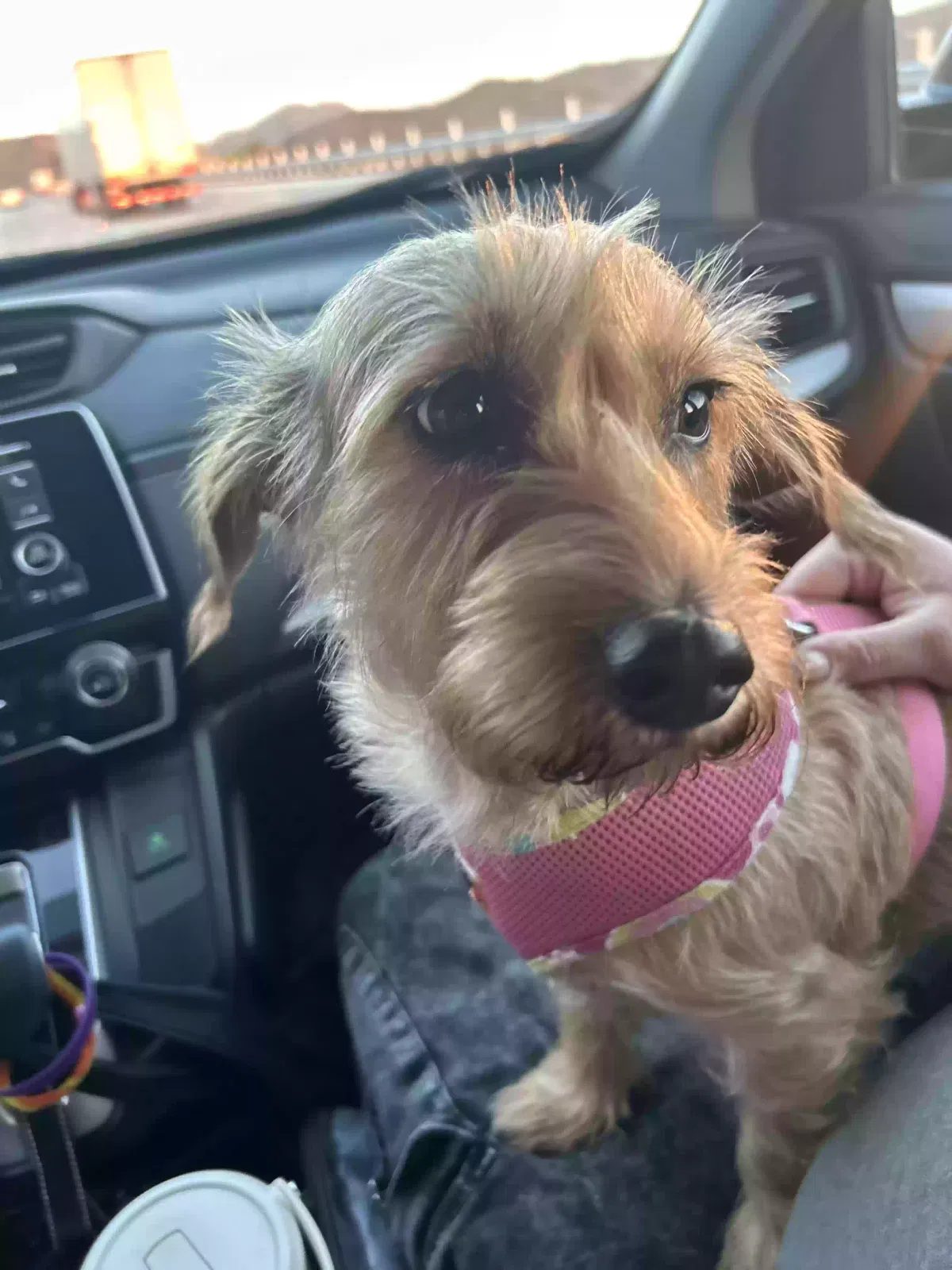 Lost dog in Spring Valley, CA, 91977
