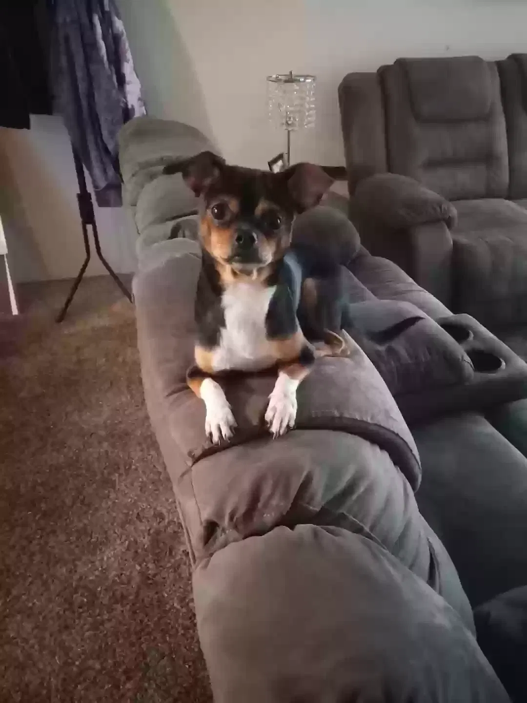 Lost dog in Portland, OR, 97230