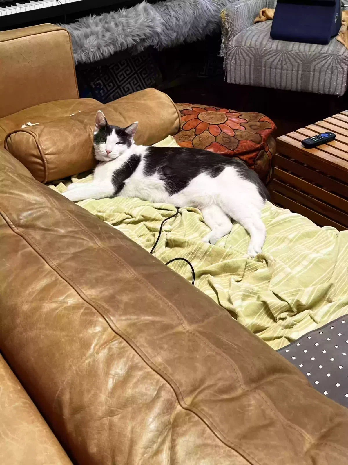 Lost cat in Hermosa Beach, CA, 90254