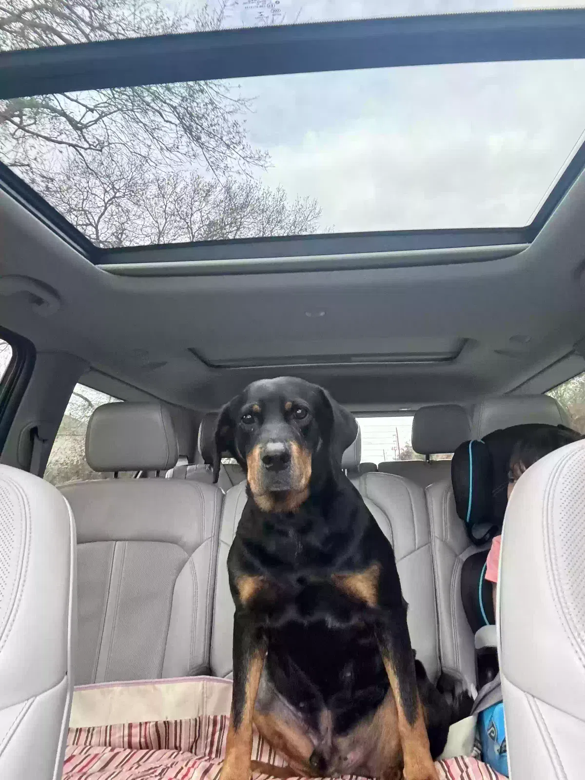 Lost dog in Houston, TX, 77084