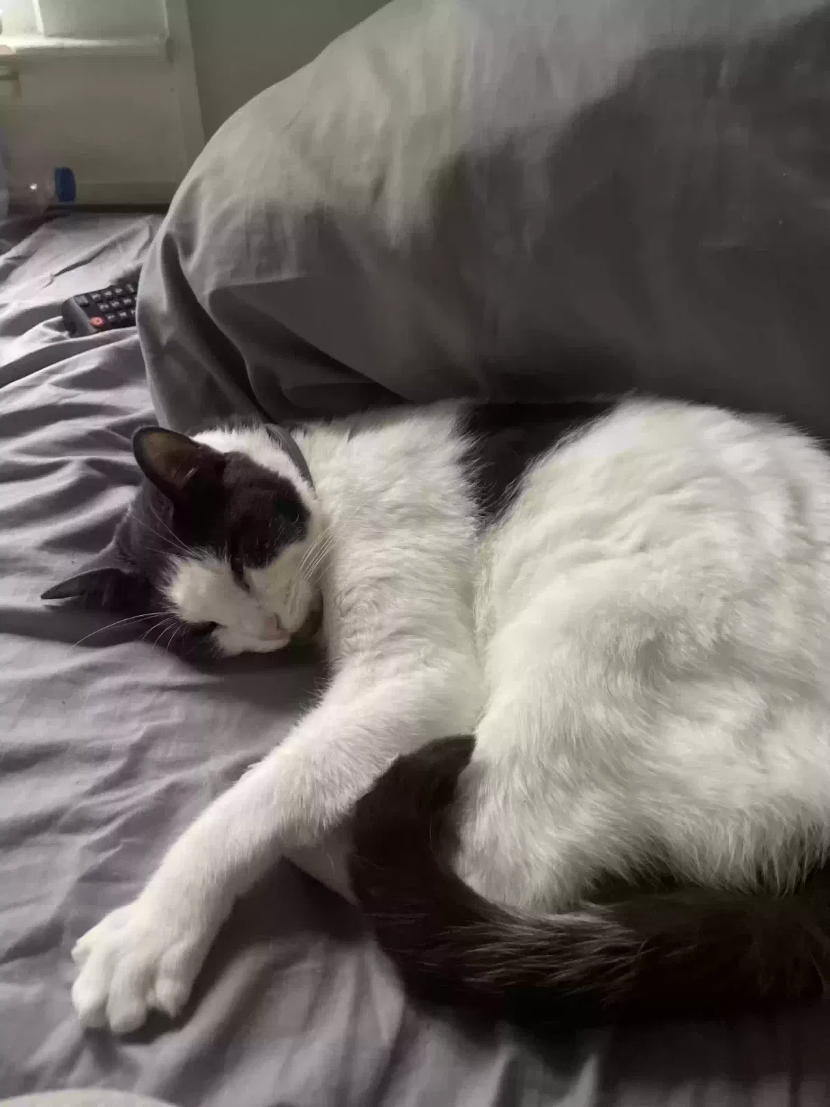 Lost cat in Phenix City, AL, 36867