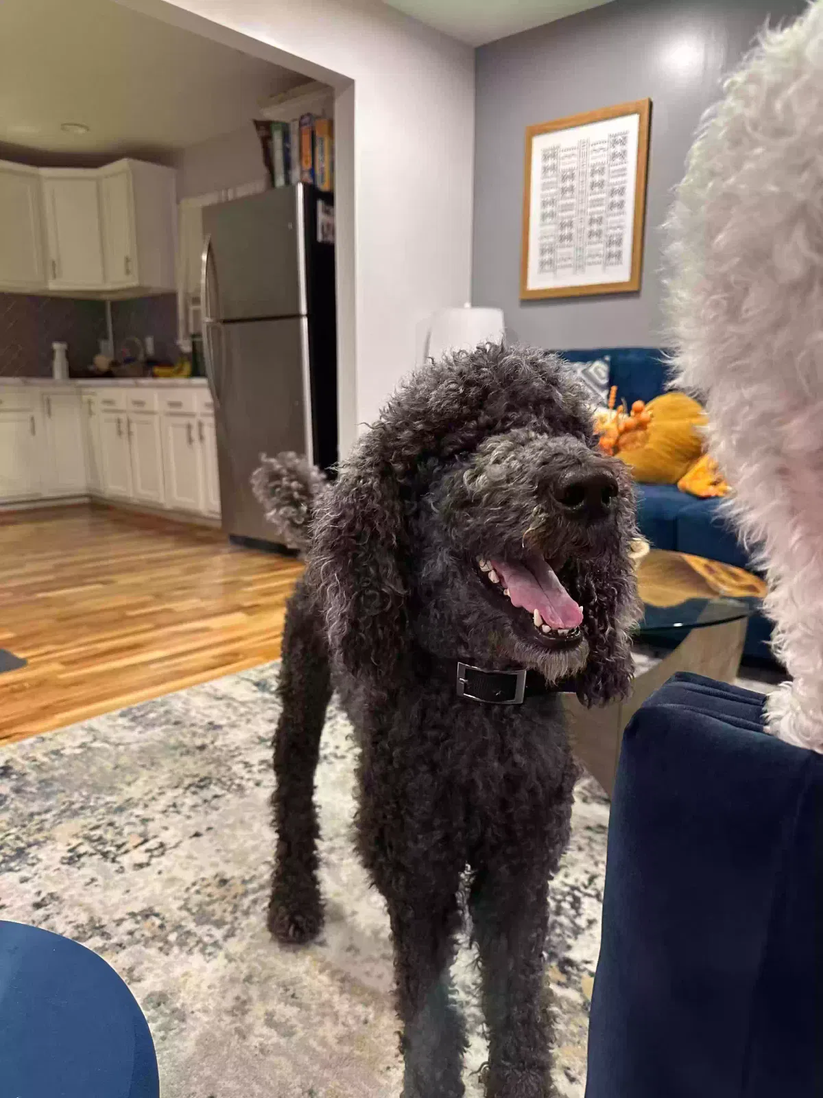 Lost dog in Jasper, AL, 35504