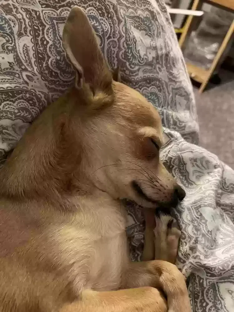 Lost dog in Ocala, FL, 34470