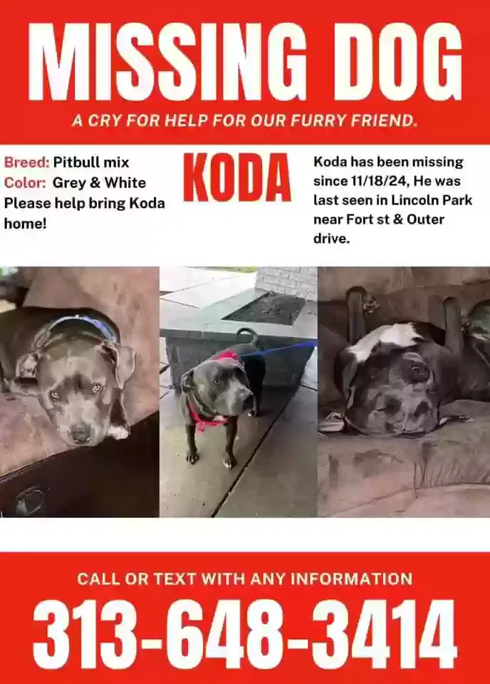 Lost dog in Lincoln Park, MI, 48146