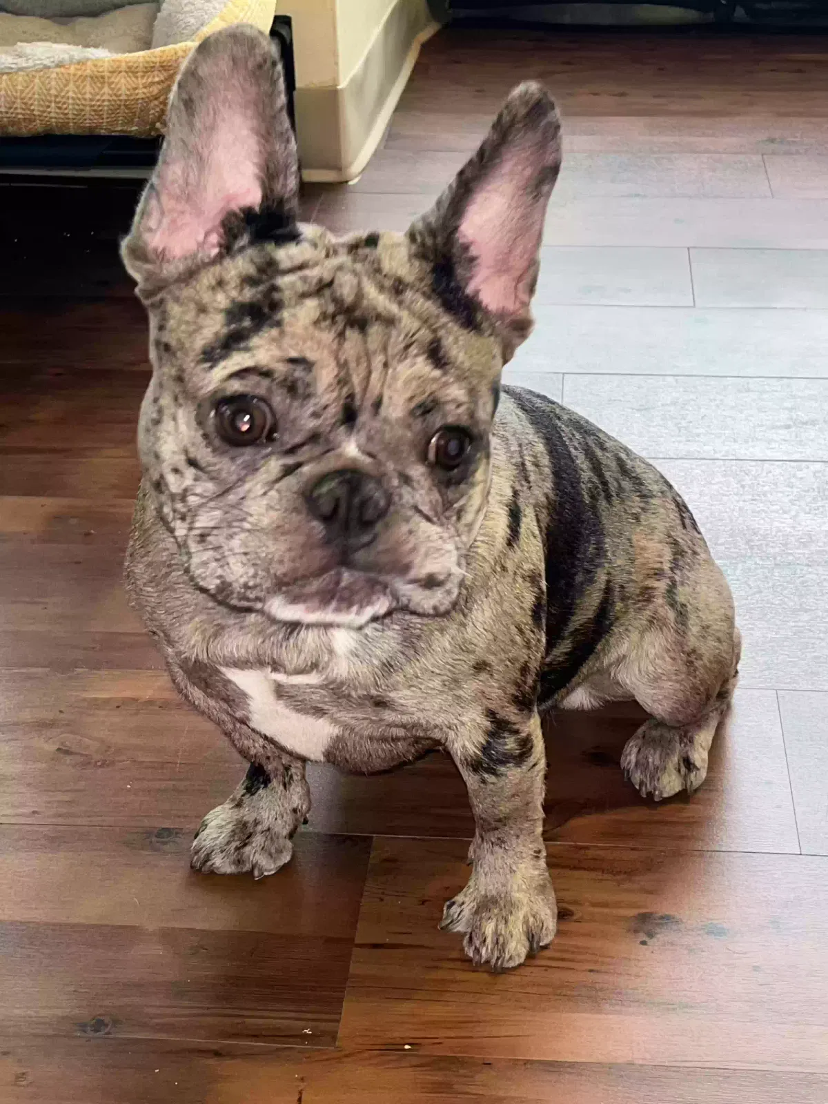 Lost dog in Newark, NJ, 7104