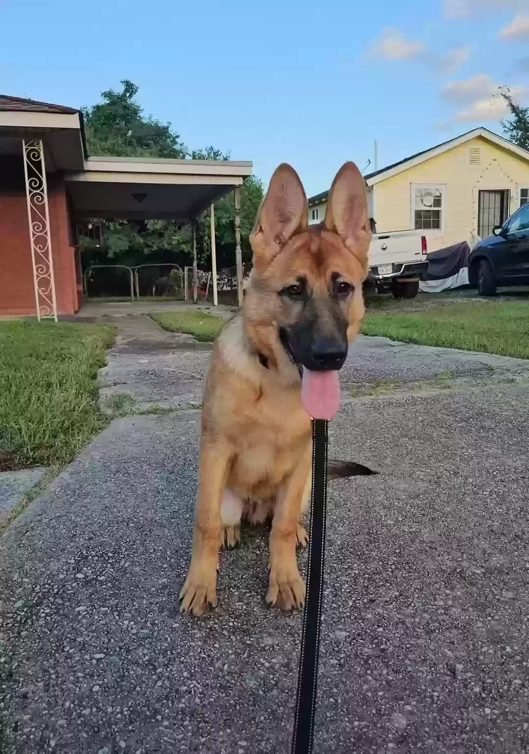 Lost dog in New Orleans, LA, 70126