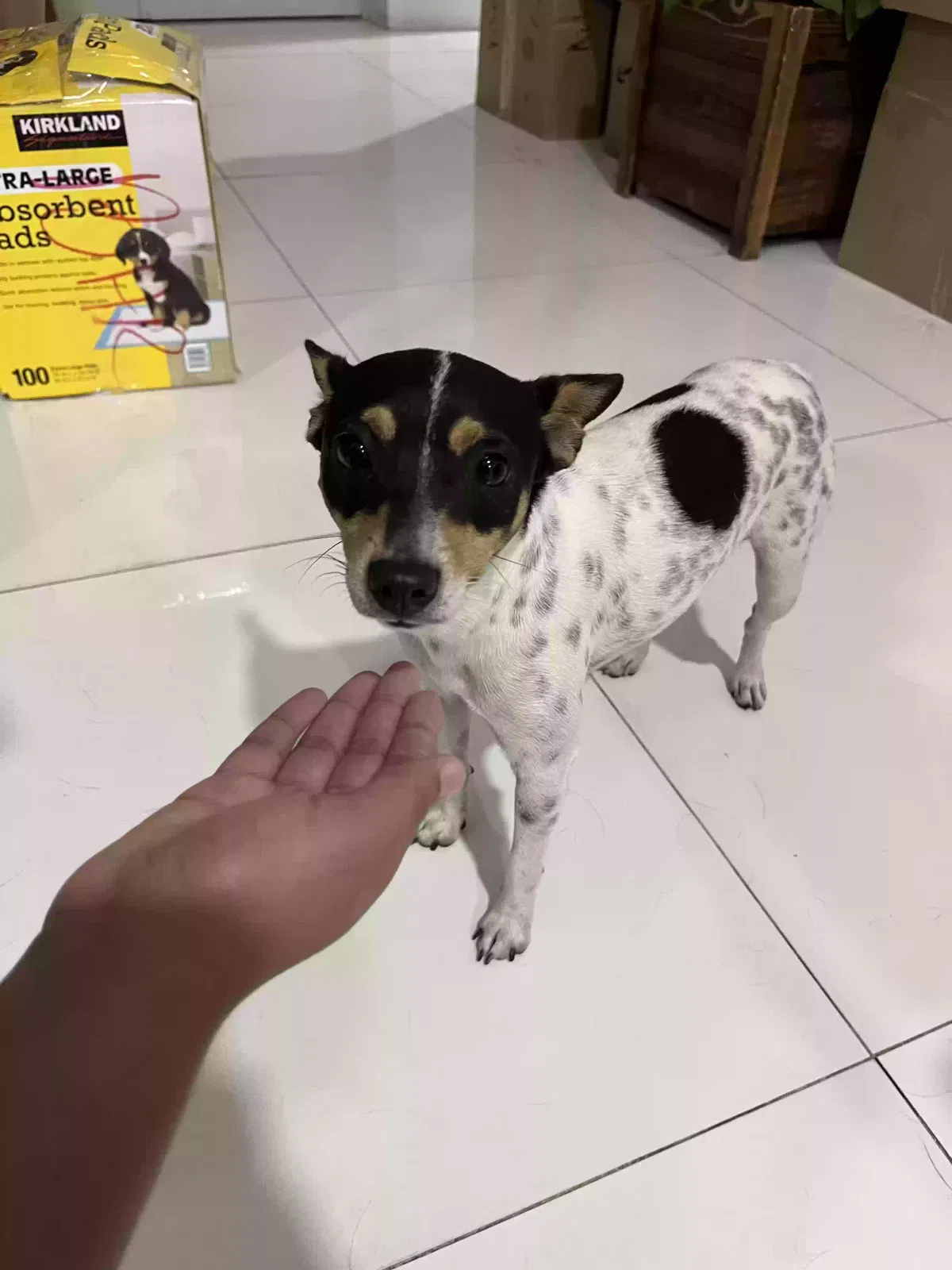 Found dog in Homestead, FL, 33033