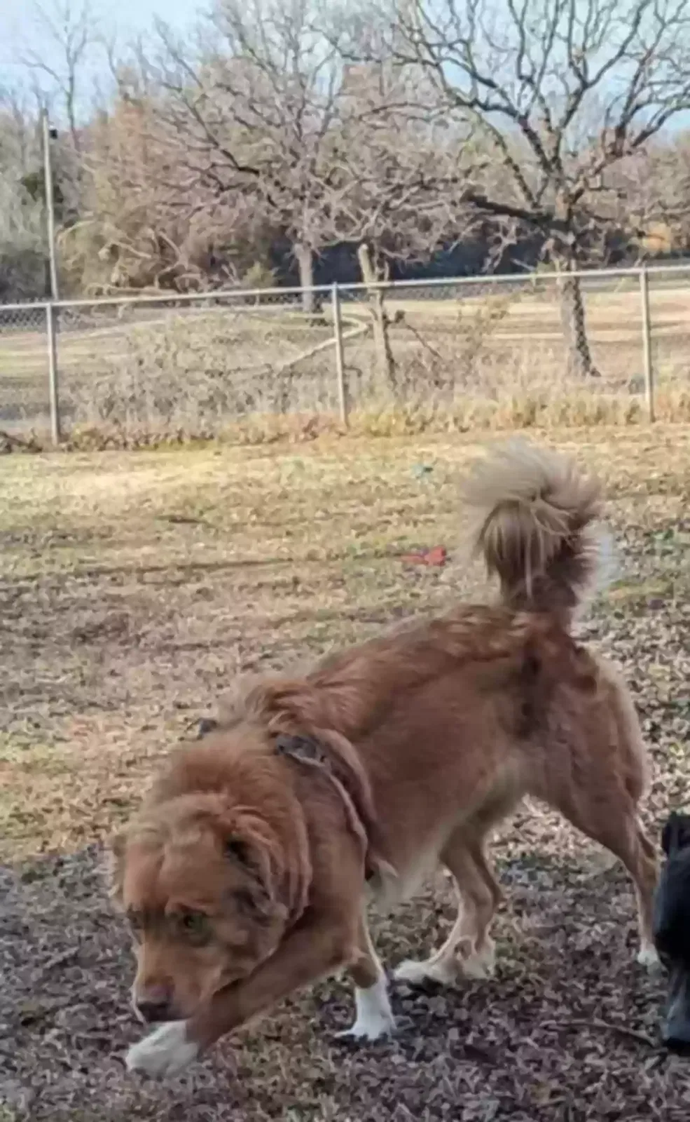 Lost dog in Saint Cloud, MN, 56303