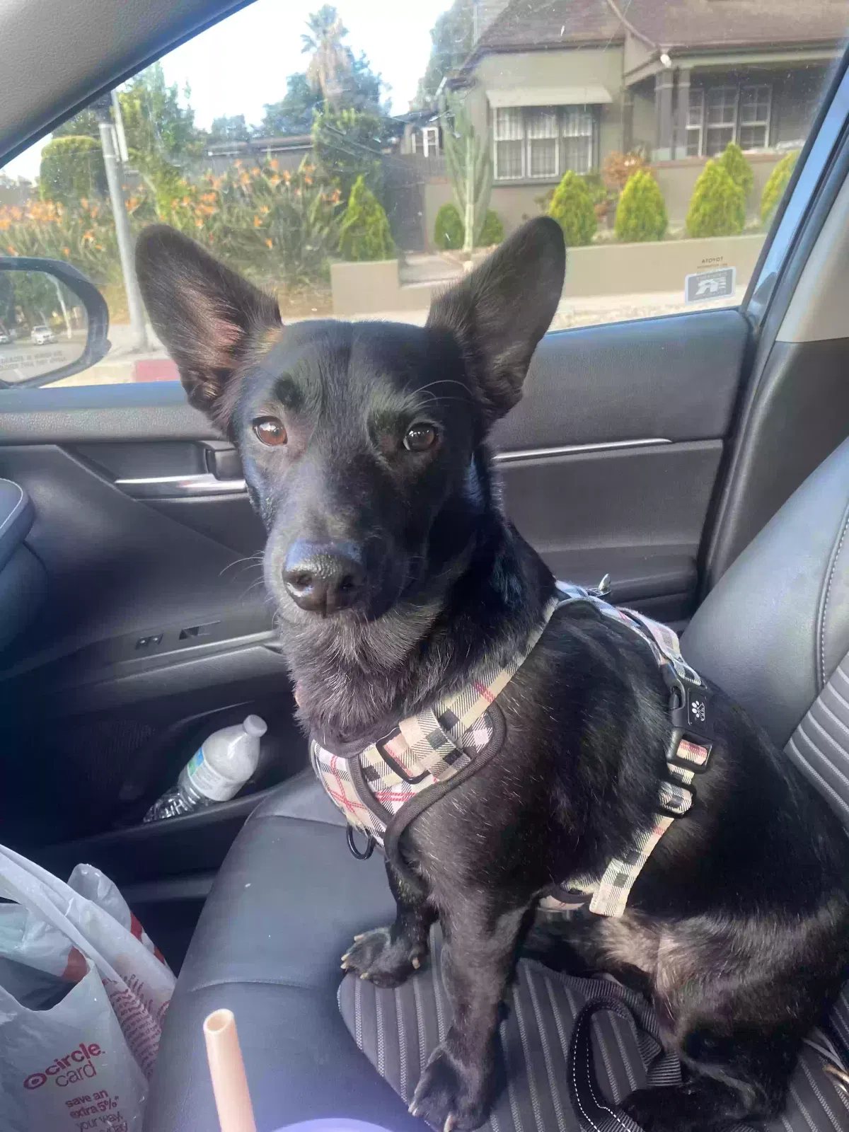 Lost dog in Los Angeles, CA, 90032