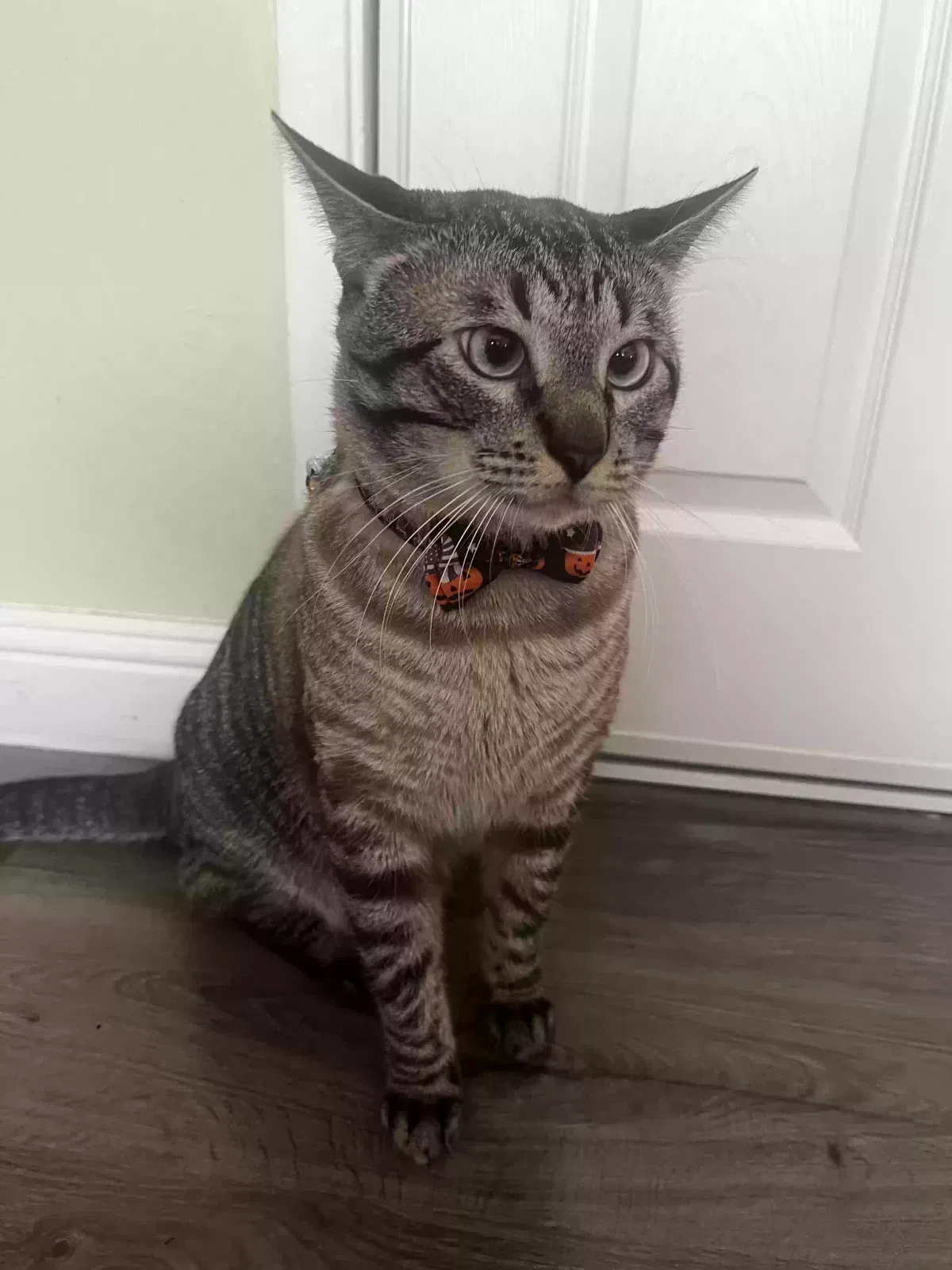 Lost cat in Hayward, CA, 94541