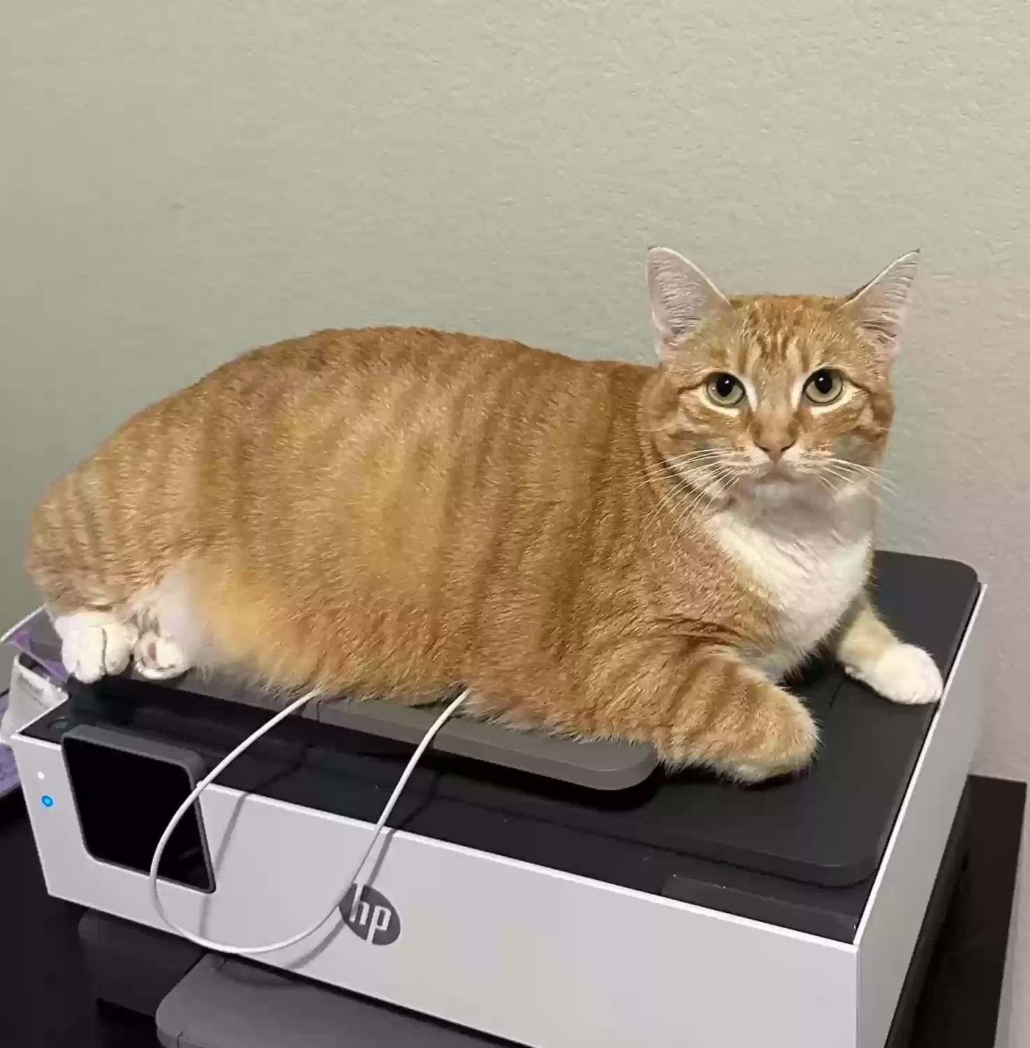 Lost cat in Wylie, TX, 75098