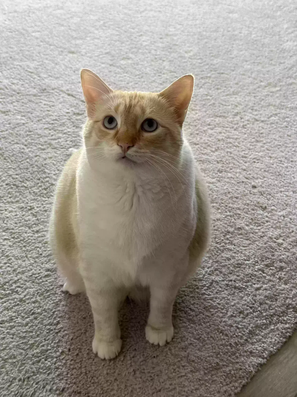 Lost cat in Wylie, TX, 75098