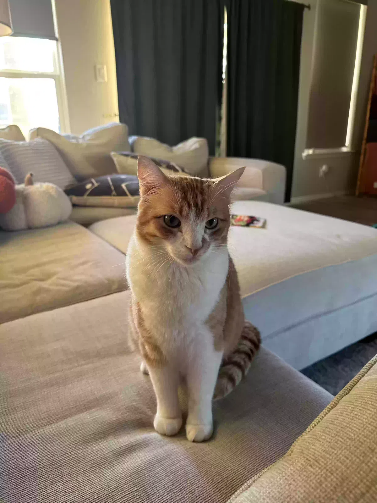 Lost cat in Wylie, TX, 75098