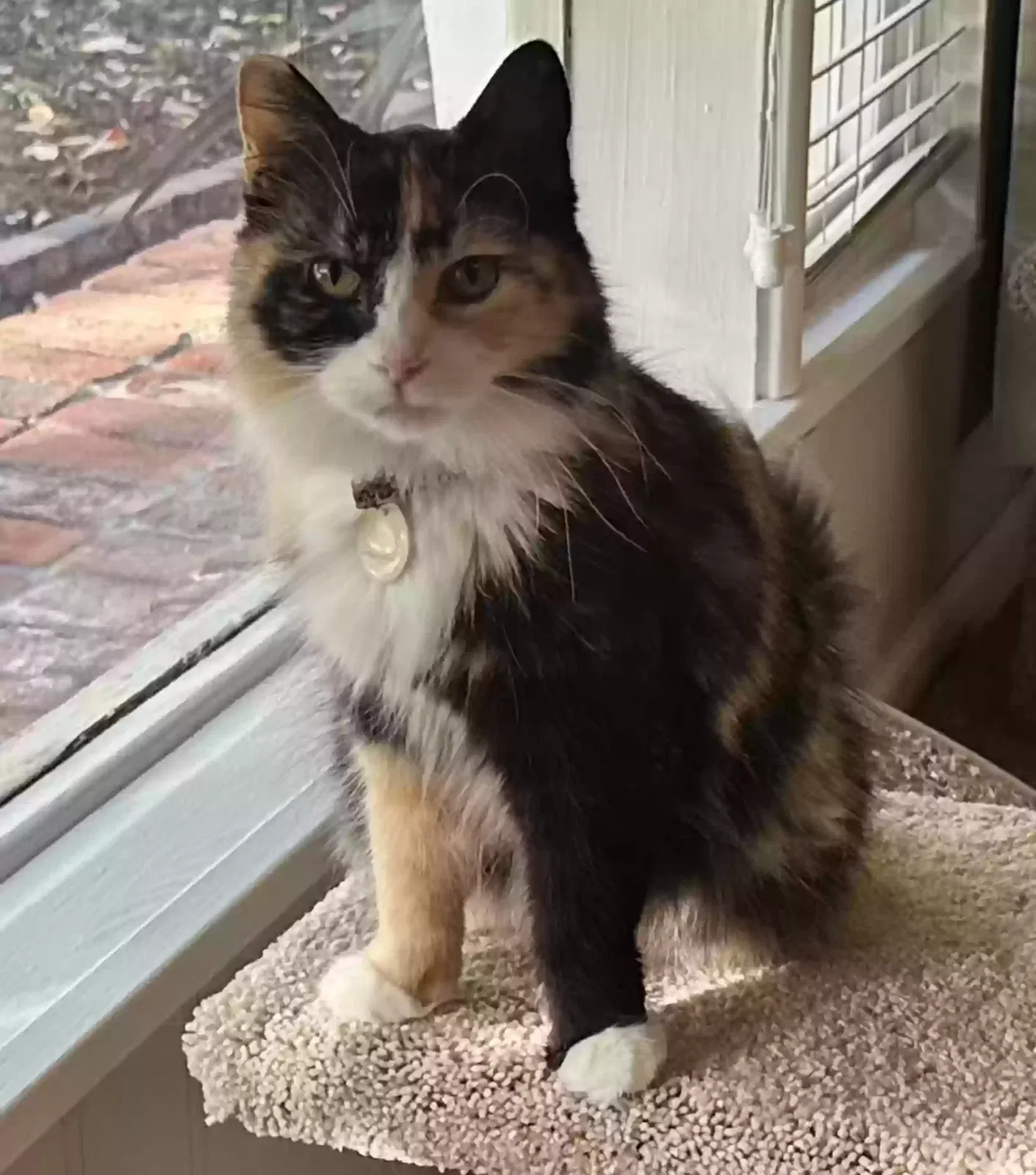 Lost cat in Citrus Heights, CA, 95610