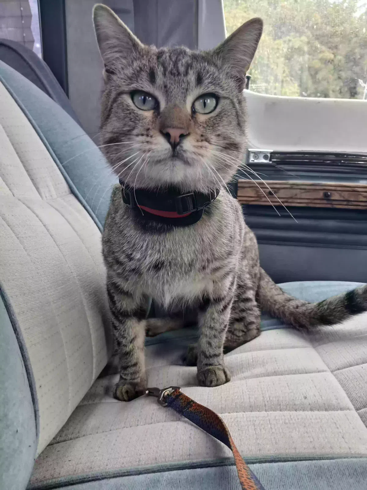 Lost cat in Ventura, CA, 93003
