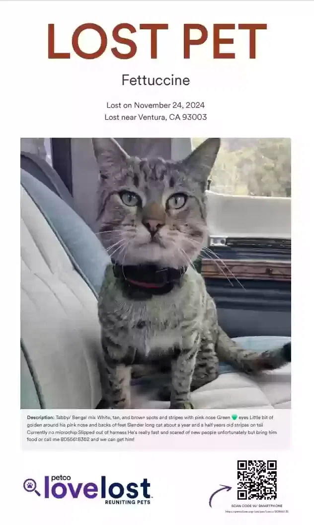 Lost cat in Ventura, CA, 93003