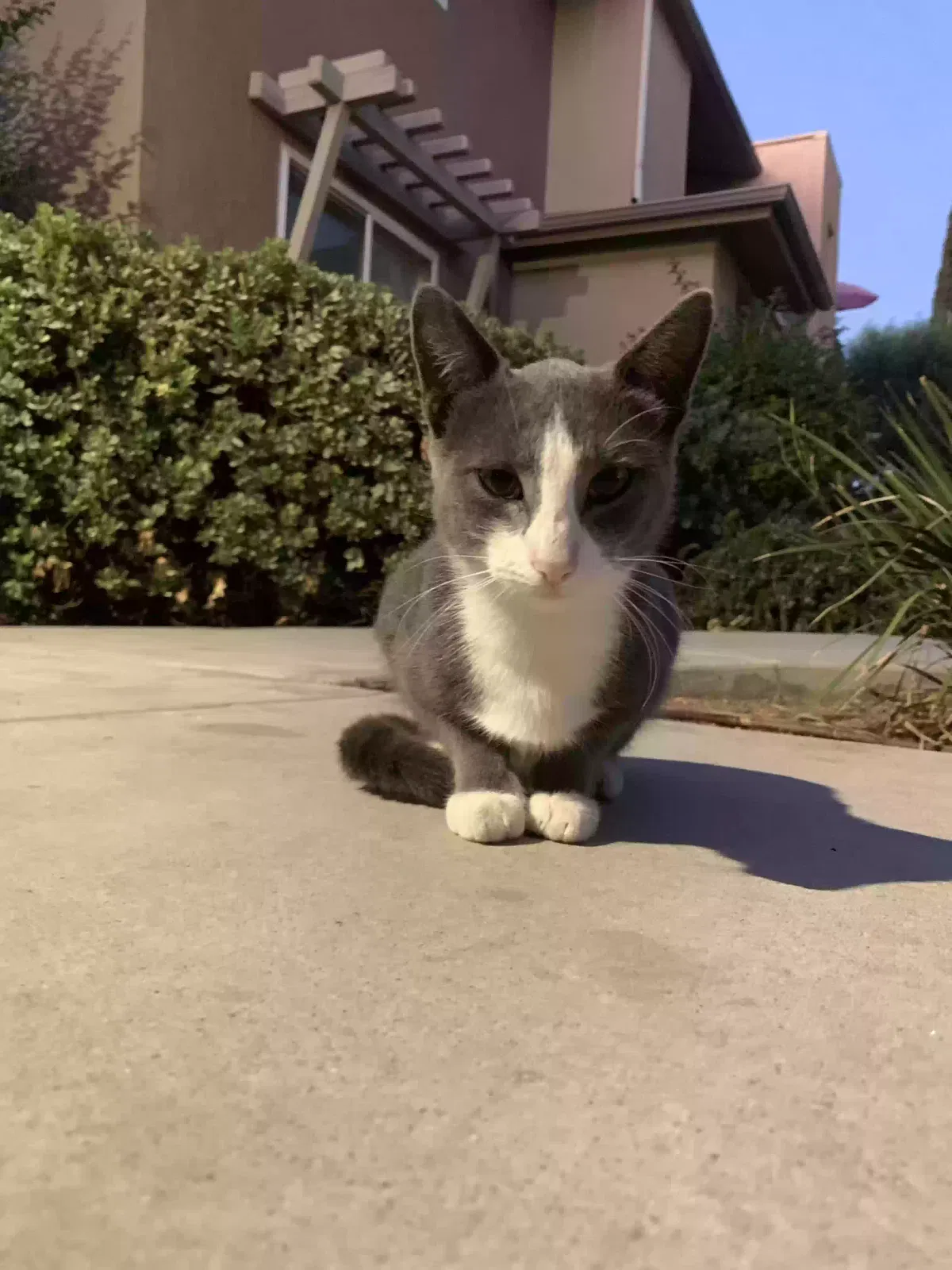Lost cat in Escondido, CA, 92025
