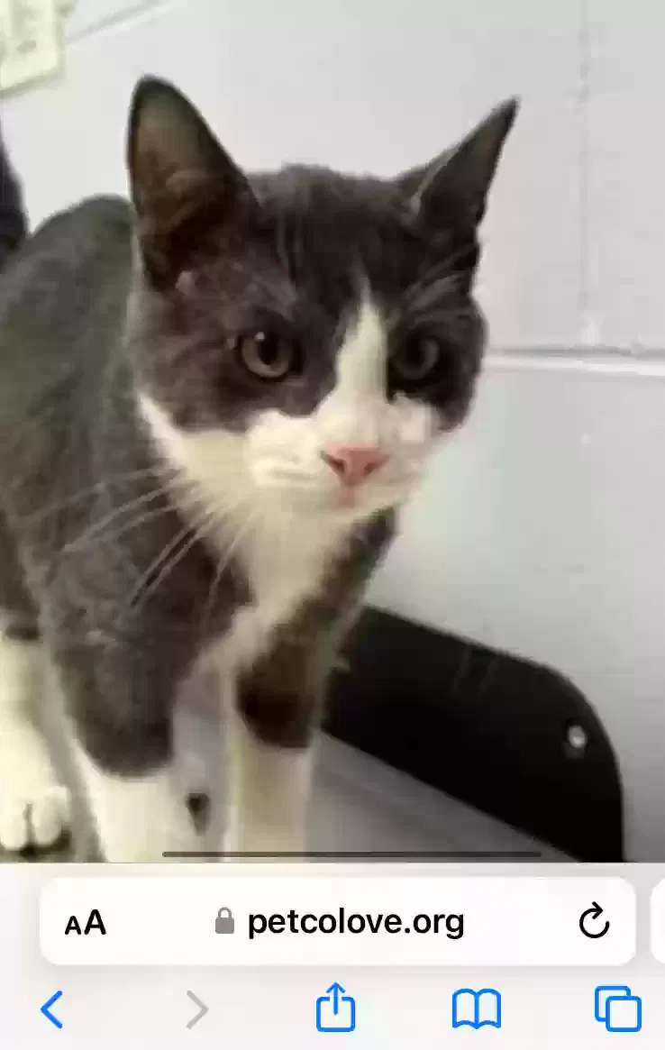 Lost cat in Des Moines, IA, 50317