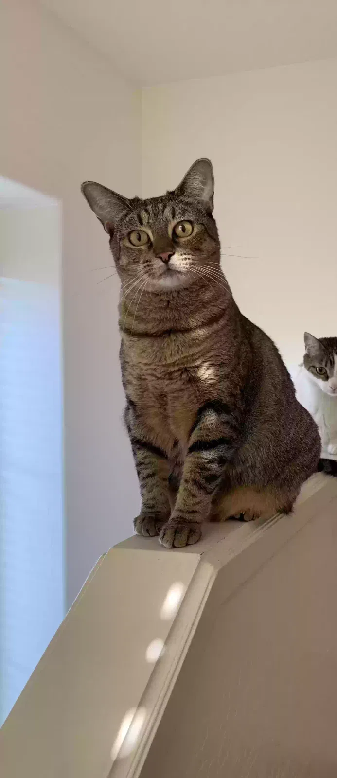 Lost cat in Mesa, AZ, 85204