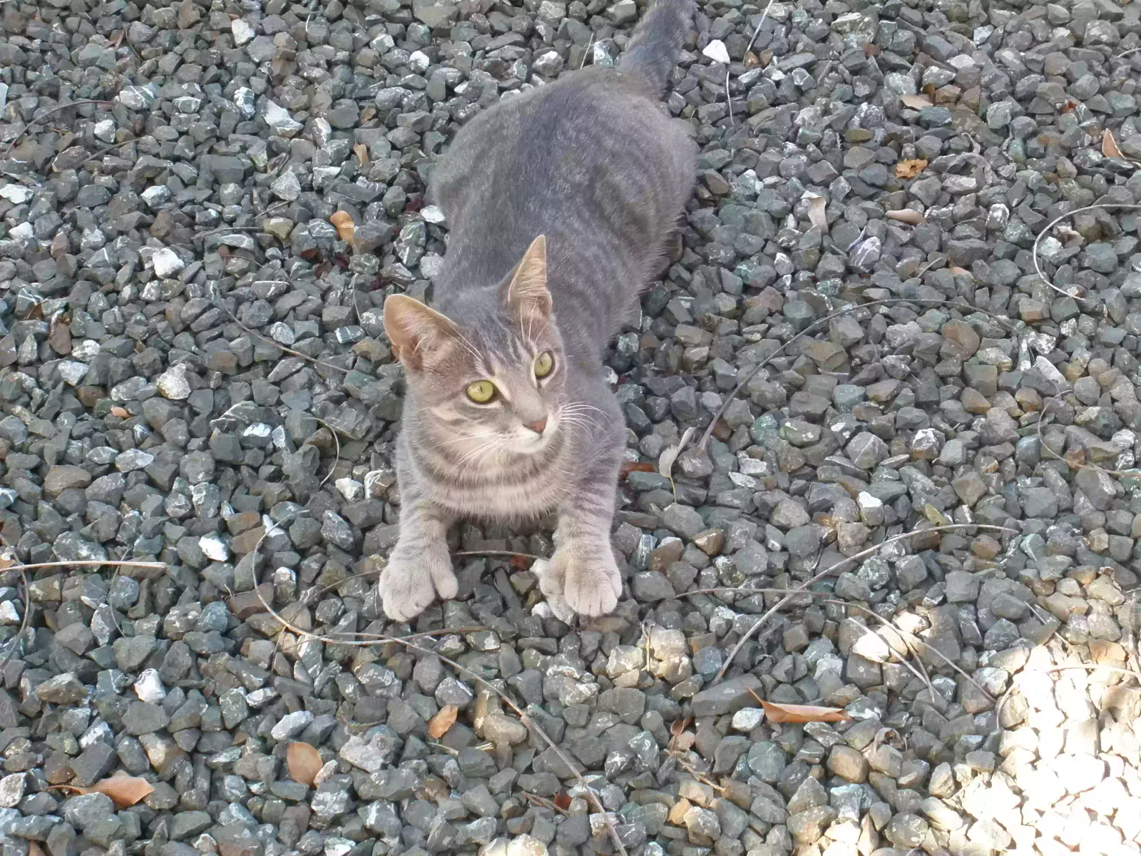 Lost cat in Sonoma, CA, 95476