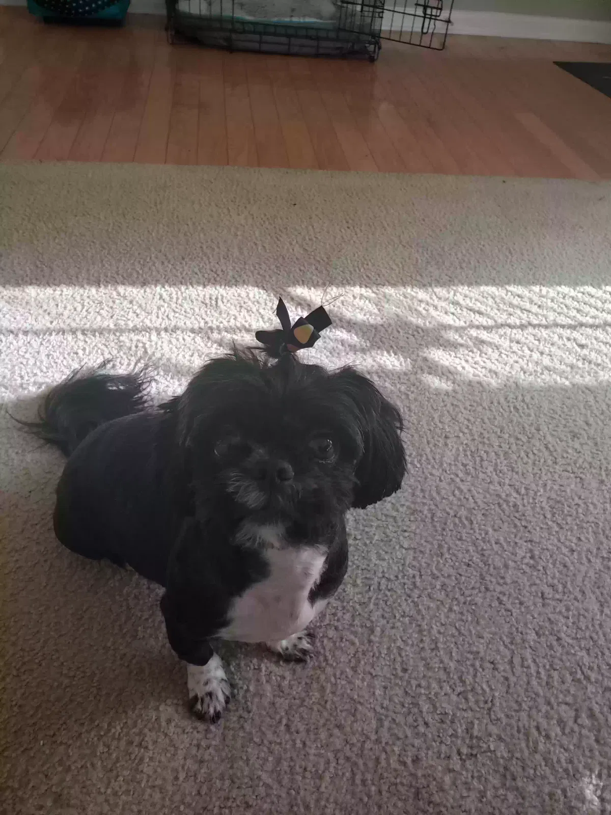 Lost dog in Jacksonville, FL, 32244