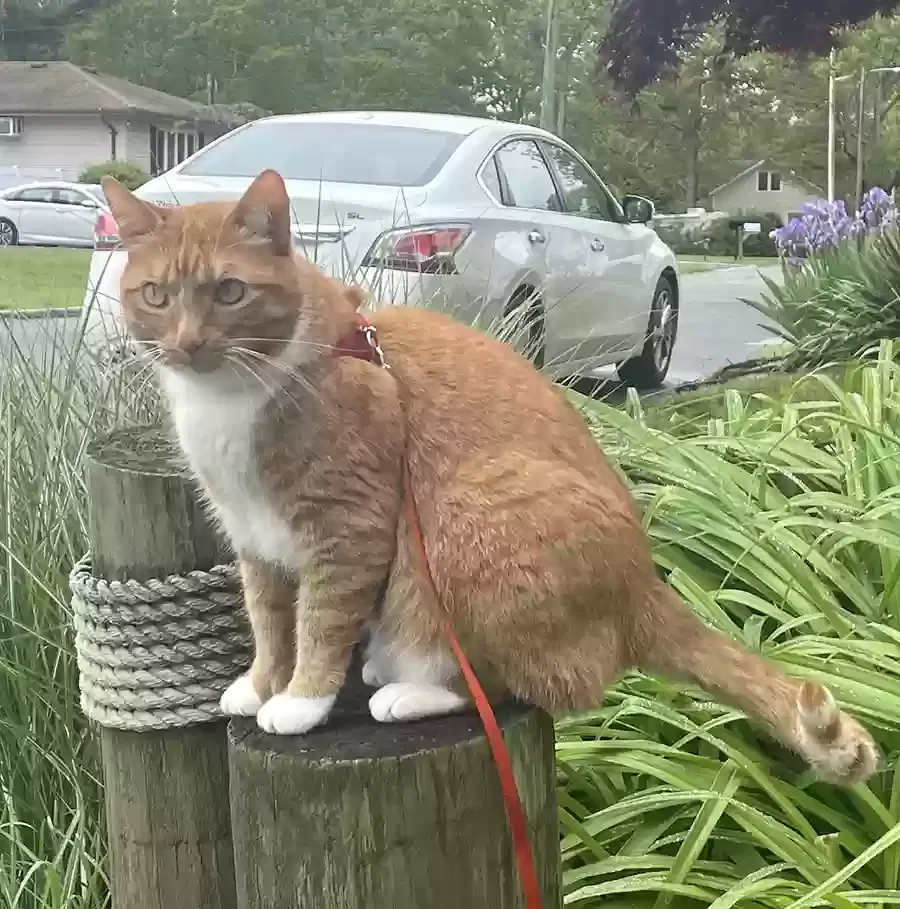 Lost cat in Mastic, NY, 11950