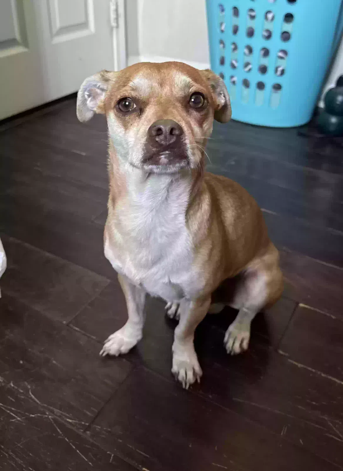 Lost dog in La Quinta, CA, 92253