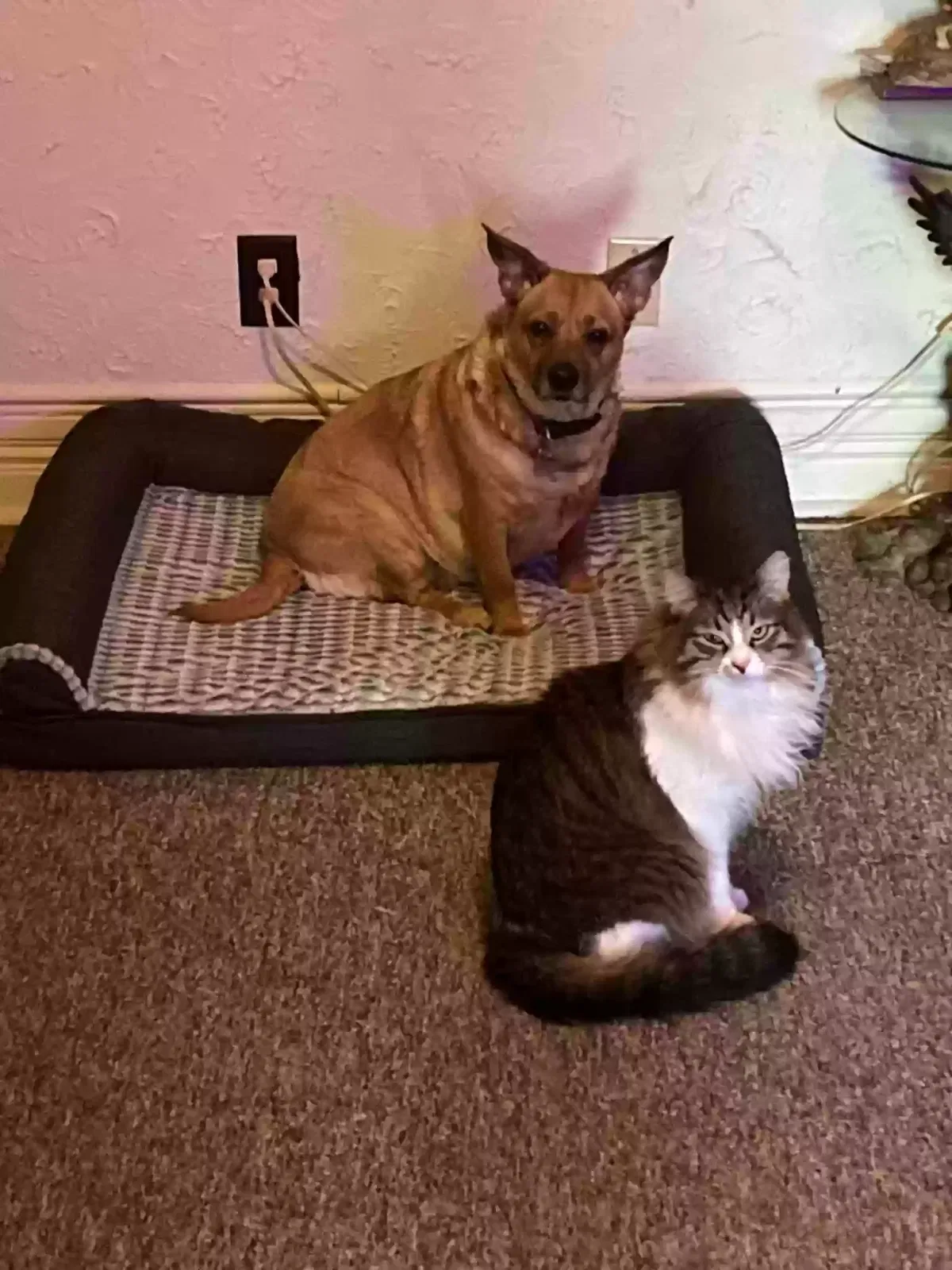 Lost dog in Milwaukee, WI, 53207
