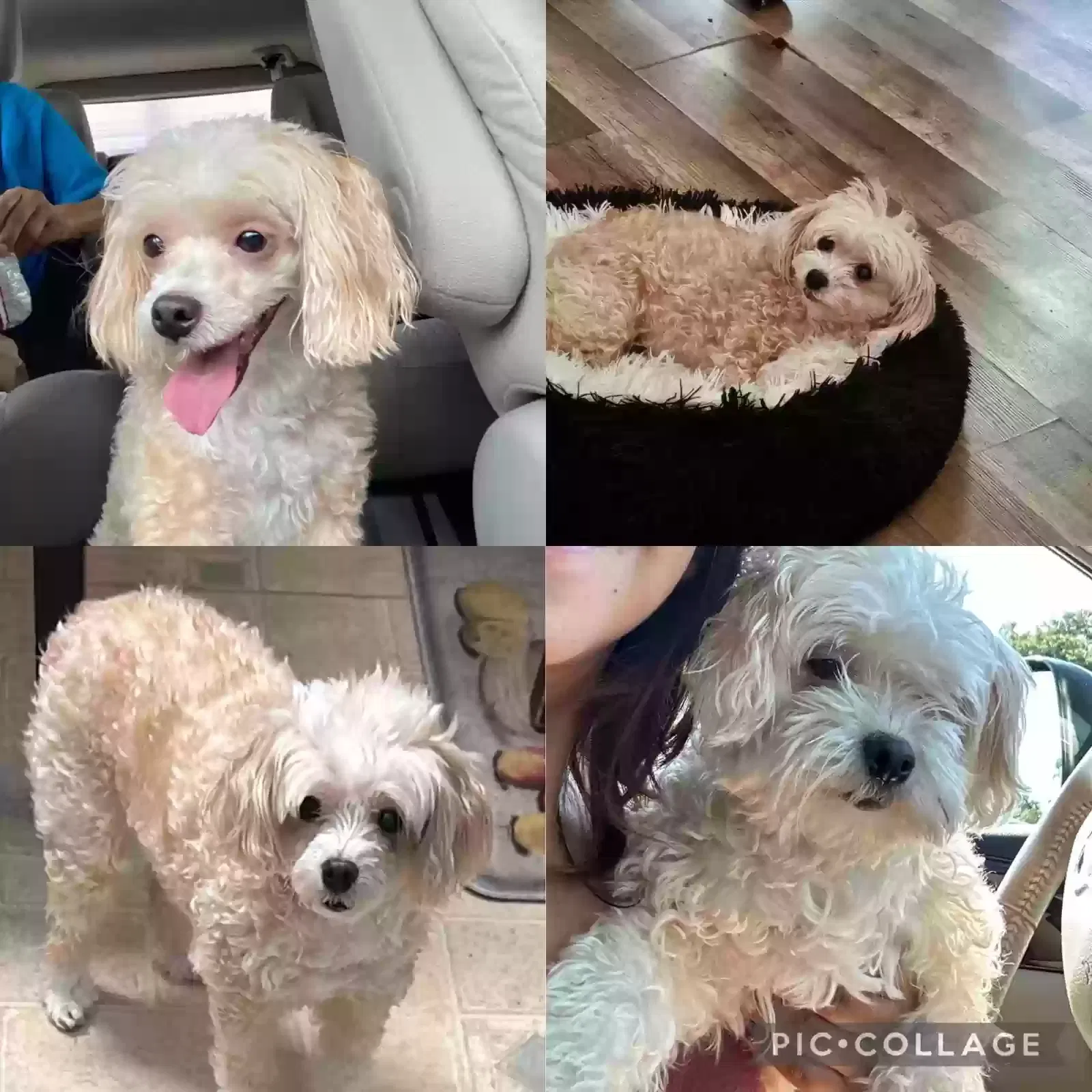 Lost dog in Dallas, TX, 75232
