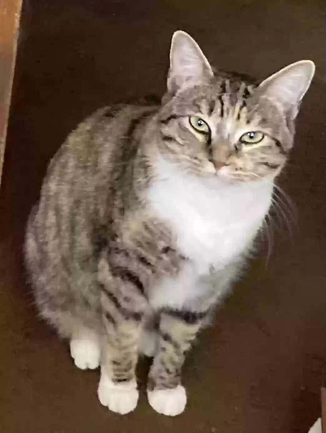 Lost cat in San Jose, CA, 95132