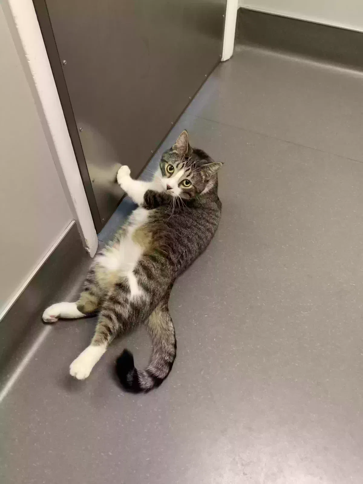 Lost cat in Lexington, KY, 40511