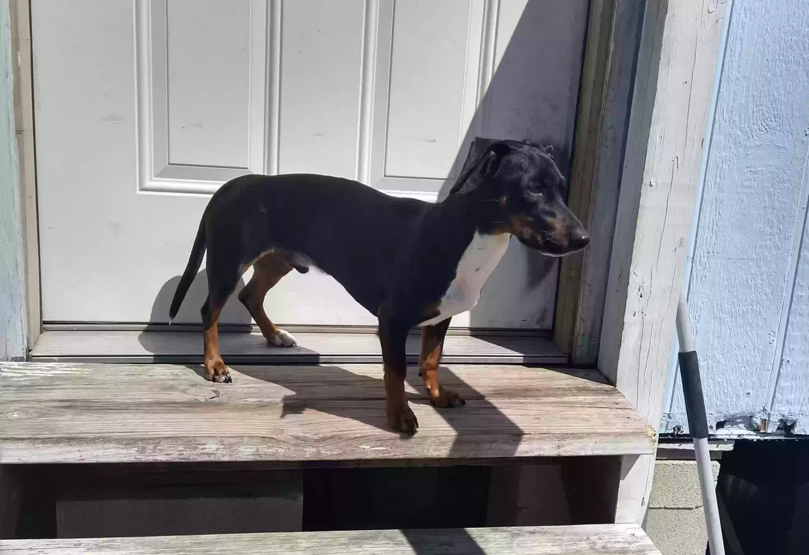 Lost dog in Elgin, TX, 78621
