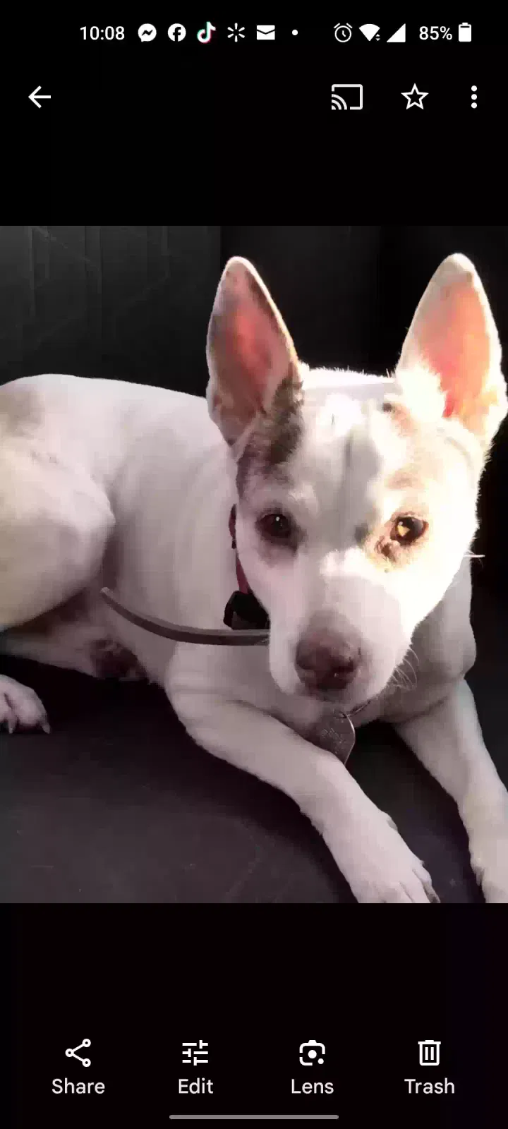 Lost dog in Wichita, KS, 67212