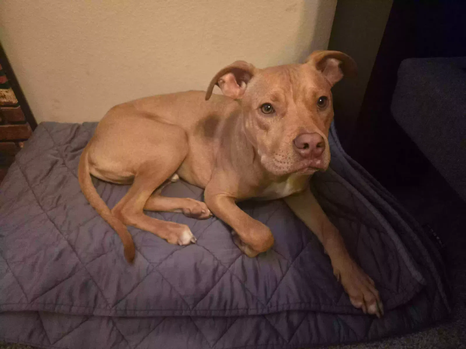 Found Dog