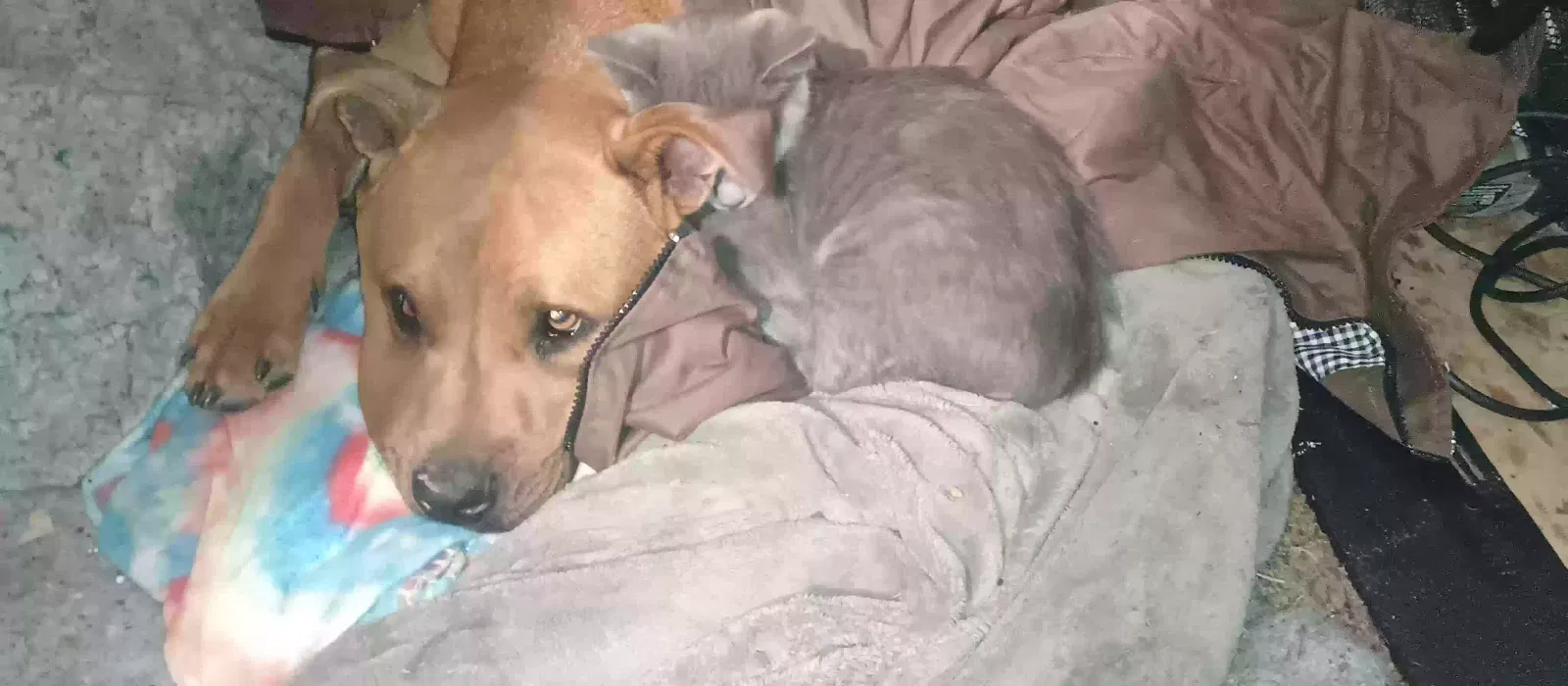 Lost dog in Vallejo, CA, 94590
